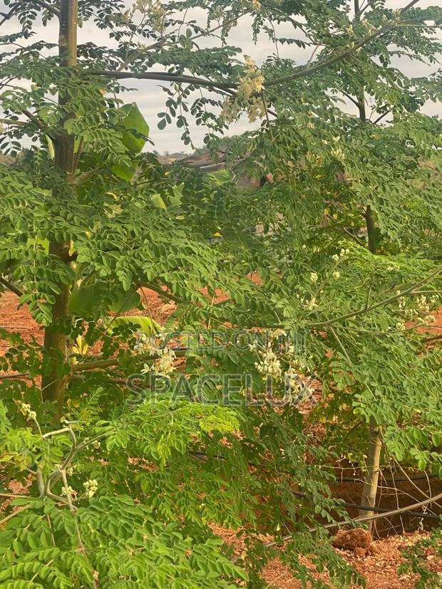 Prime Land Ruiru Prison 17 Acres