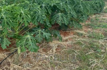 Prime 53 Acres Near Tatu City Sasini