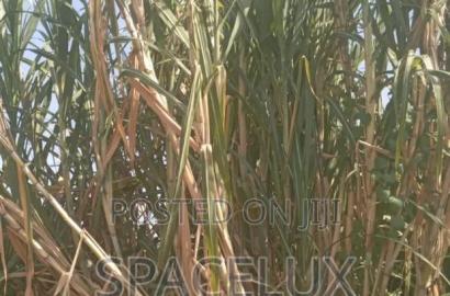 Fertile Farmland Thika 475 Acre