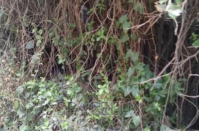 Prime Half Acre Joint Venture Westlands