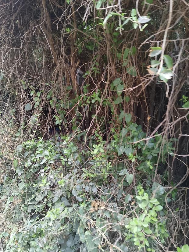 Prime Half Acre Joint Venture Westlands