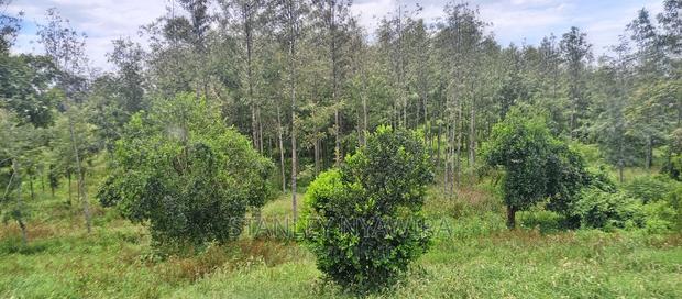 9 Acreas Touching River Nanyuki Burguret