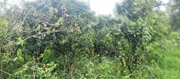 9 Acreas Touching River Nanyuki Burguret
