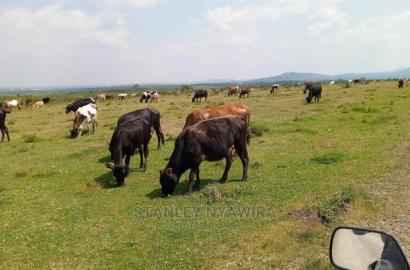 10 Acreas Rumuruti Lyam