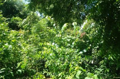 1/2 Acre Plot at End of 2nd Row, in Diani Beach.