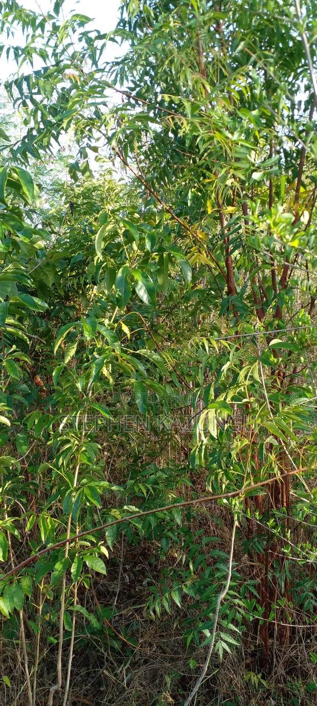 1/2 Acre Plot on Sale in Behind Sundowner Galu Beach