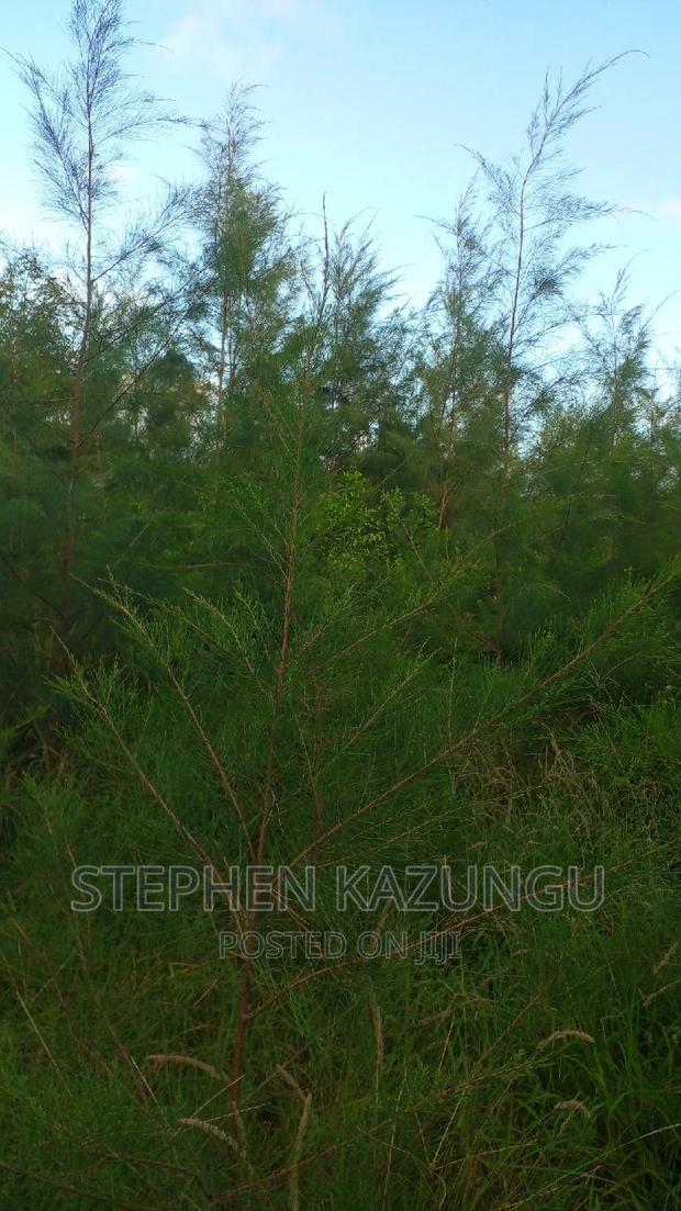 1/2 Acre Treasure Plot on Sale in Mwabungo Colarado