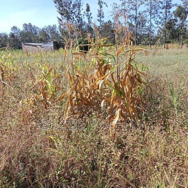 1/2acre Land for Sale at Kenol Muranga County