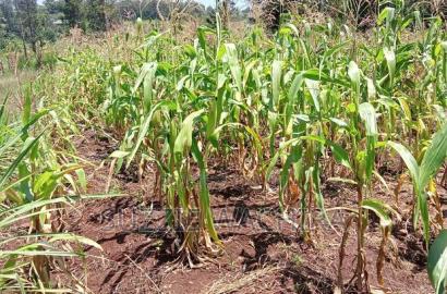 40*80ft Plots at Kenol Kabati in Muranga County