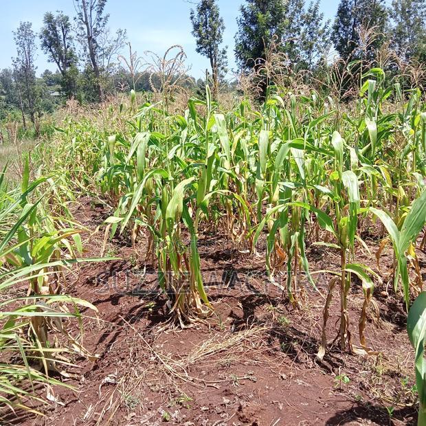 40*80ft Plots at Kenol Kabati in Muranga County