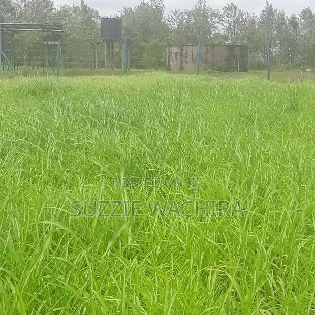 Kenol Katipanga Plots for Sale