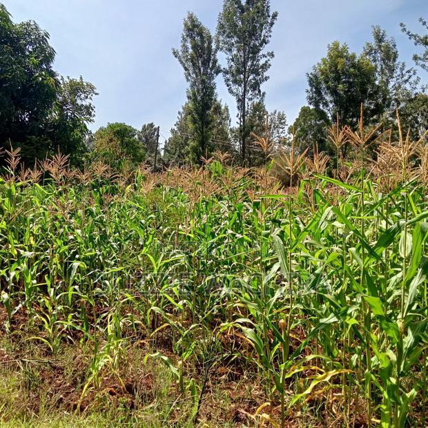 Kenol Town Plots for Sale Along Catholic Road