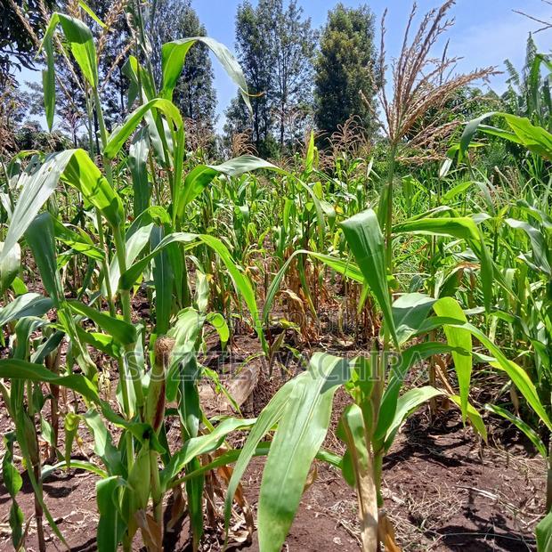 40*80ft Plots at Kenol Kabati in Muranga County