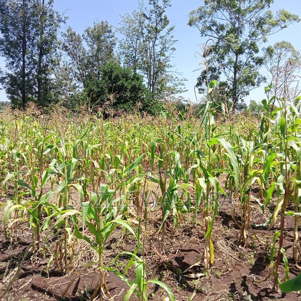 40*80ft Plots at Kenol Kabati in Muranga County