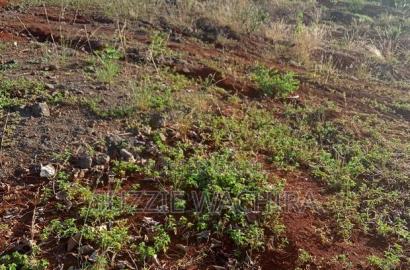 50x100ft Plots for Sale at Kenol Branching at P.C.E.A