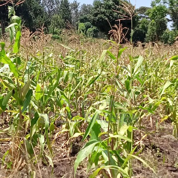 40*80ft Plots at Kenol Kabati in Muranga County