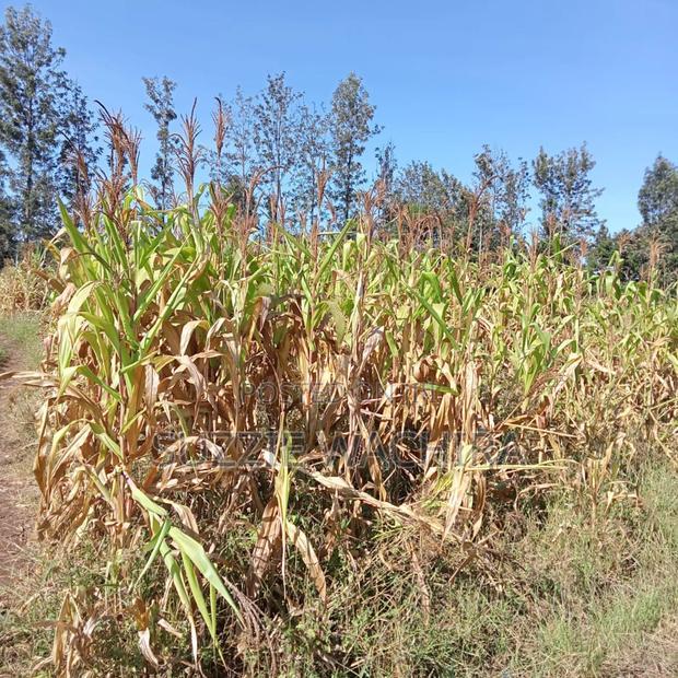 Commercial Half Acre Land at Kenol for Sale
