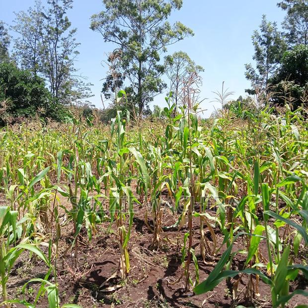 40*80ft Plots at Kenol Kabati in Muranga County