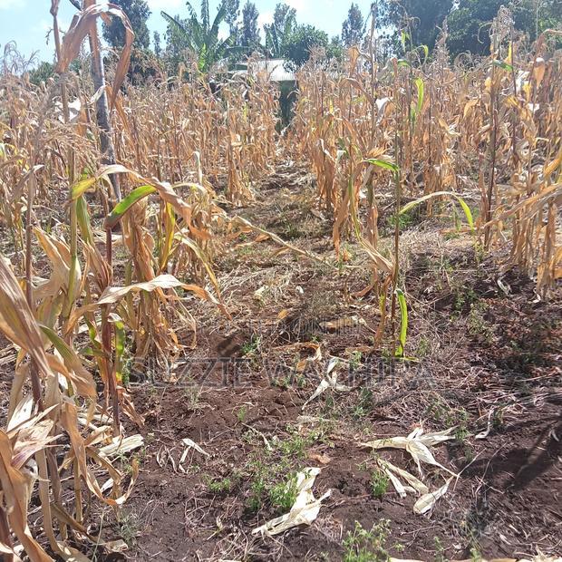 40*80ft Plots for Sale at Kabati Zabka in Muranga