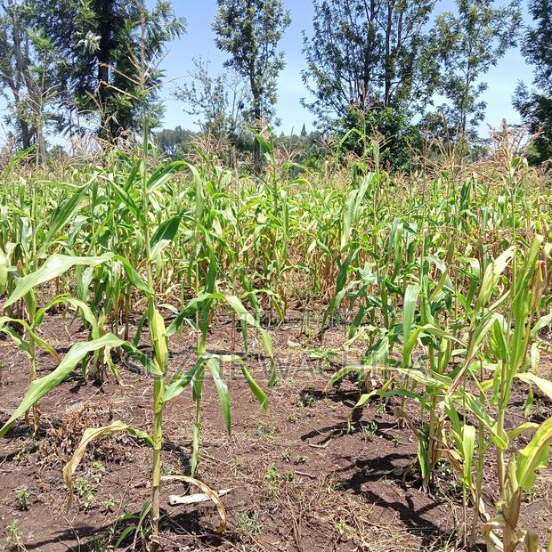 40*80ft Plots at Kenol Kabati in Muranga County