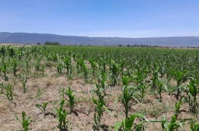 Affordable Plot for Sale in Maai Mahiu