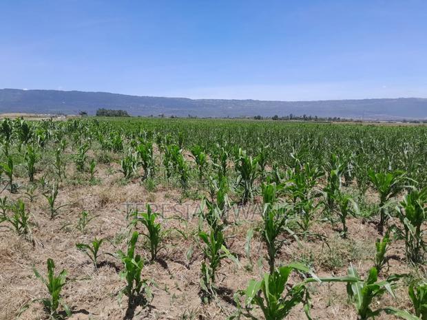 Affordable Plot for Sale in Maai Mahiu