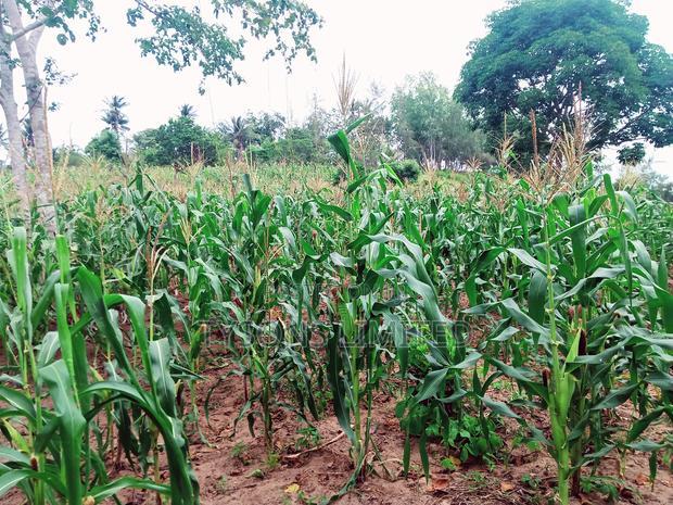 Land for Sale in Kilifi - Bomani