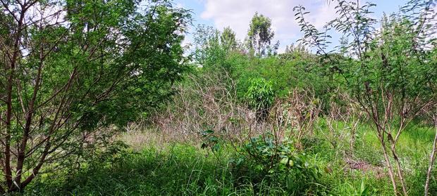 Residential Land in Thome