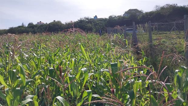 One Acre Land for Sale in Matasia