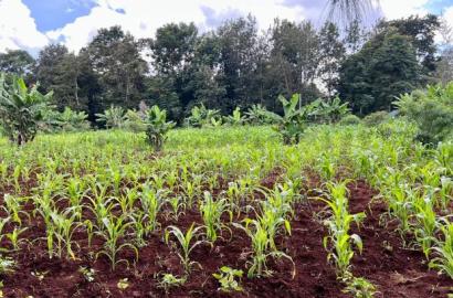 2 Acres for Sale in Njambini With a House