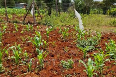 Karen View Plots