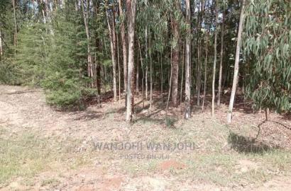 Prime 50x100 Forested Plot