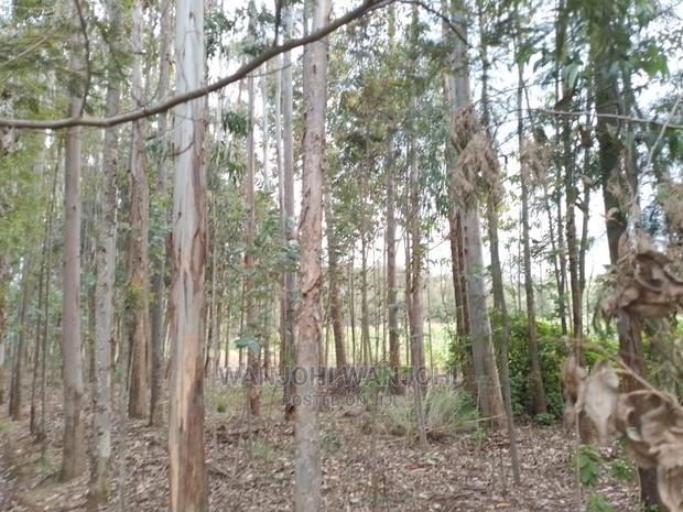 Prime 50x100 Forested Plot