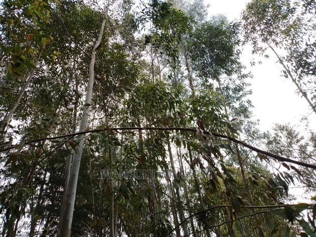 Prime 50x100 Forested Plot