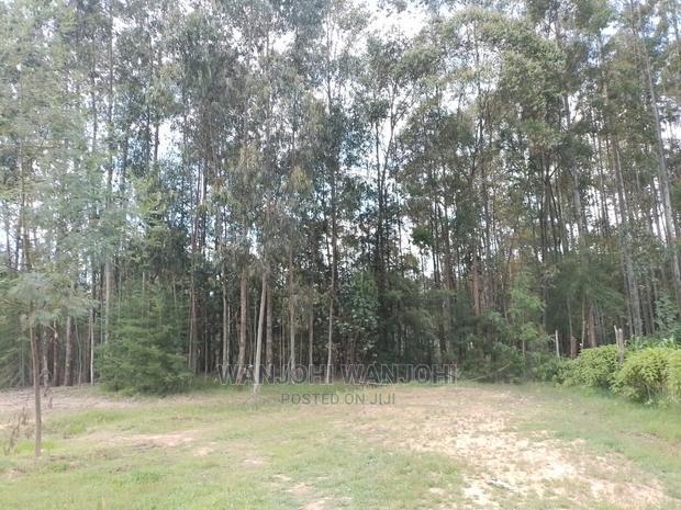 Prime Plots in Oljoro-Orok