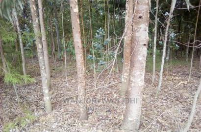 Forested Plot on Quick Sale