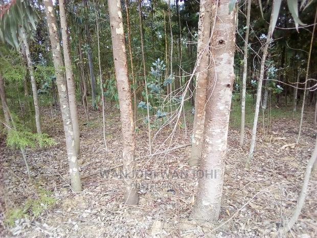 Forested Plot on Quick Sale
