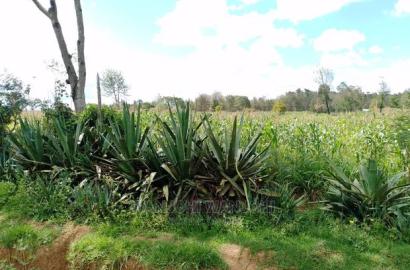 Very Prime Plots in Kasuku Town