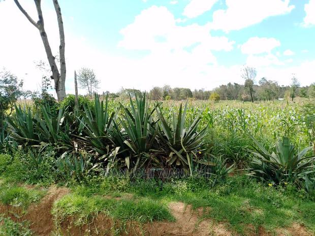 Very Prime Plots in Kasuku Town
