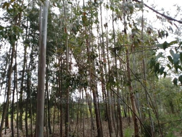 Prime 50x100 Forested Plot