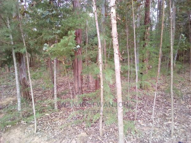 Forested Plot on Quick Sale