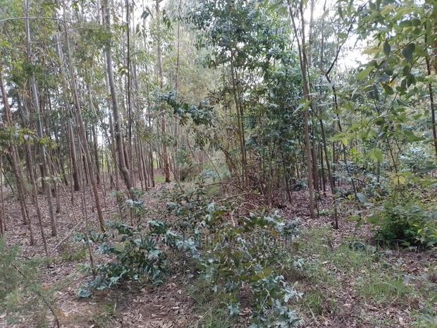 Prime 50x100 Forested Plot