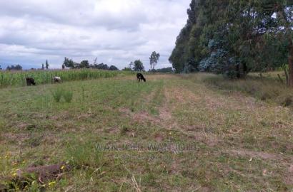Affordable Prime 50x100 Plots