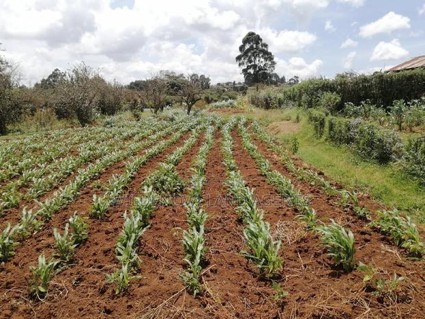 Land on Sale at Limuru Kinyogori Kiambu