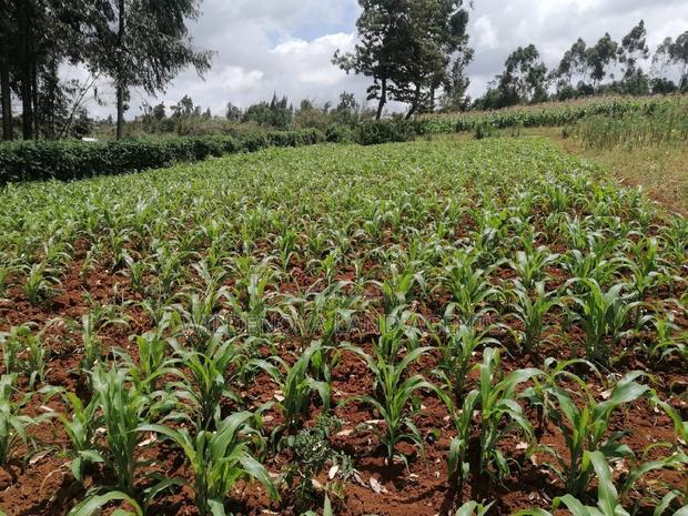 Land on Sale at Limuru Kinyogori Kiambu