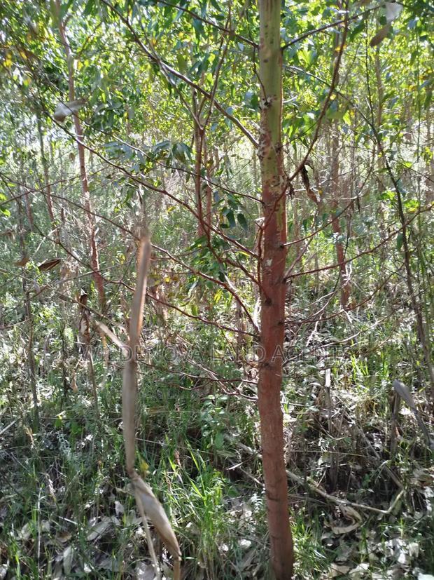 Land on Sale at Flyover Viewpoint Naivasha