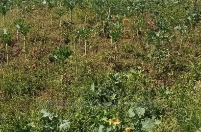 Land on Sale at Kinungi Naivasha