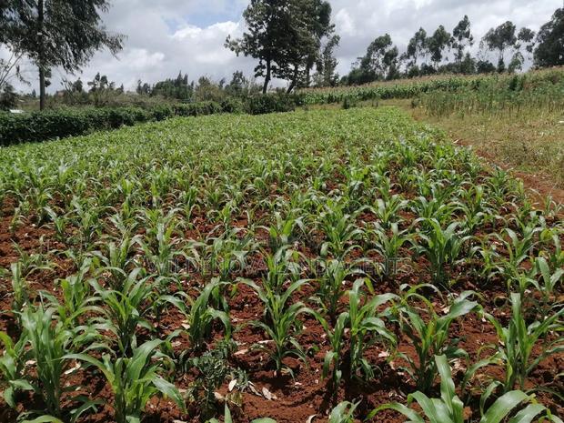 Land on Sale at Limuru Kinyogori Kiambu