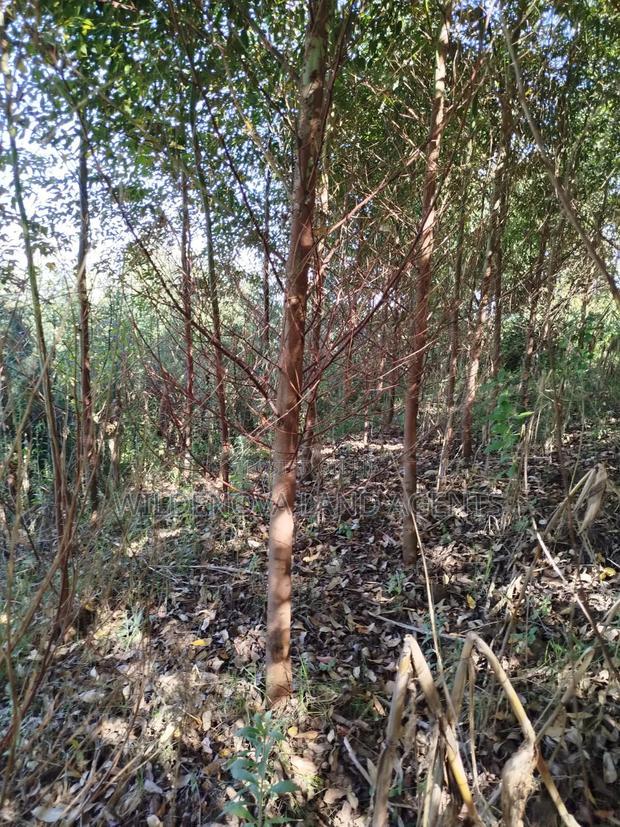Land on Sale at Flyover Viewpoint Naivasha