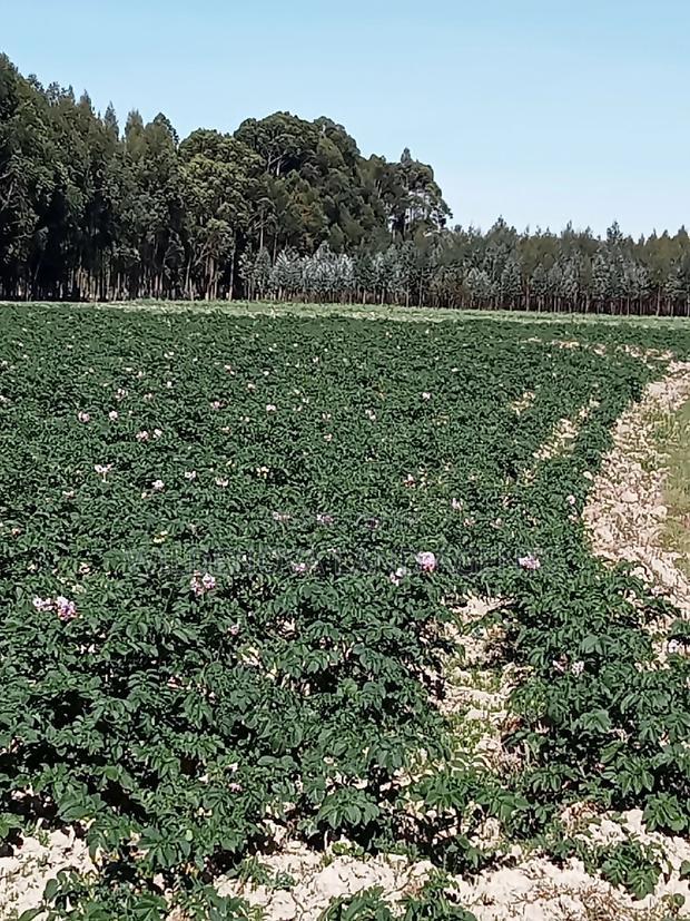 5 Acre on Sale at Kinangop Eginear